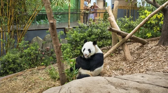 リバーワンダーでパンダに会いに行こう＜午後半日コース/日本語ガイド/往路送迎付き/ジャイアントパンダ見学/アマゾンリバークエスト乗船＞